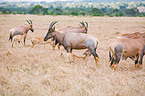 common tsessebes