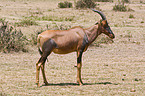 common tsessebe