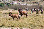 common tsessebes and zebras