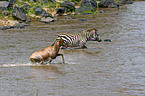 common tsessebe and zebra