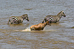 common tsessebe and zebra