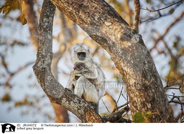 tufted grey langurs / JR-04072