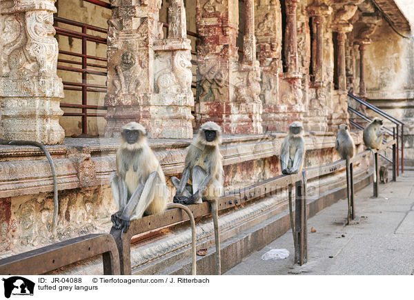 Sdliche Hanuman-Languren / tufted grey langurs / JR-04088