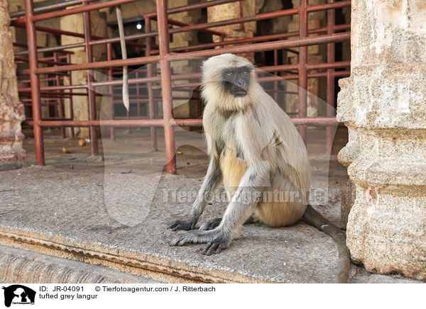 Sdlicher Hanuman-Langur / tufted grey langur / JR-04091