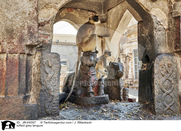 Sdliche Hanuman-Languren / tufted grey langurs / JR-04097