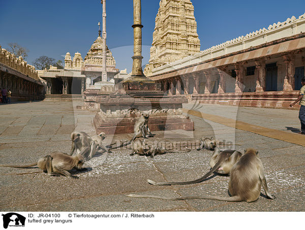 Sdliche Hanuman-Languren / tufted grey langurs / JR-04100