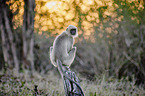 tufted grey langur