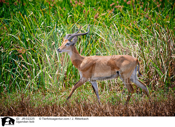Uganda-Grasantilope / Ugandan kob / JR-02225