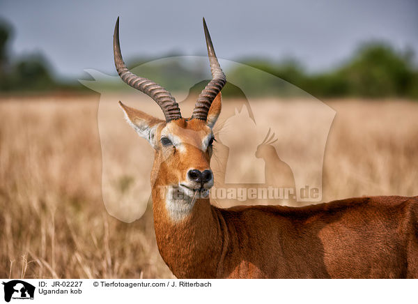 Uganda-Grasantilope / Ugandan kob / JR-02227
