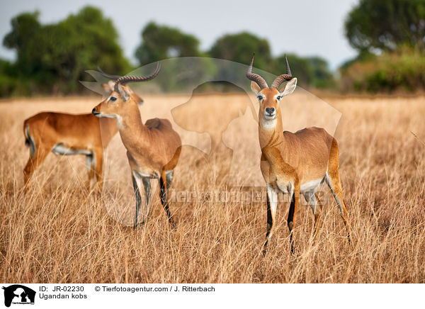 Uganda-Grasantilopen / Ugandan kobs / JR-02230