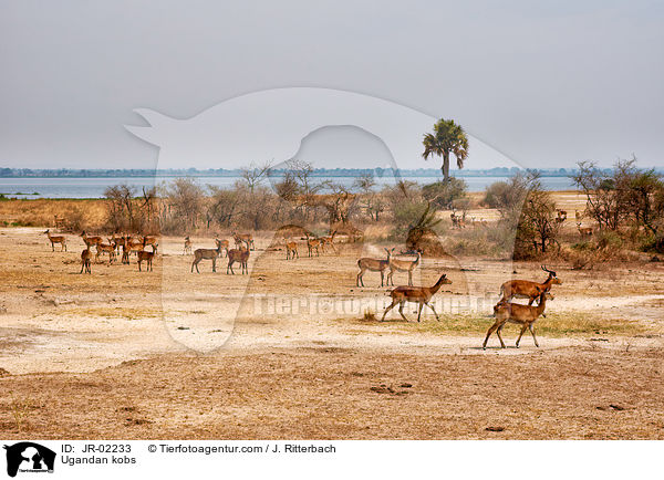 Uganda-Grasantilopen / Ugandan kobs / JR-02233