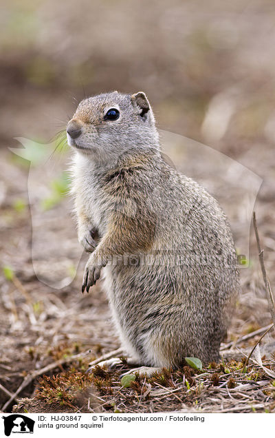 Uinta-Ziesel / uinta ground squirrel / HJ-03847