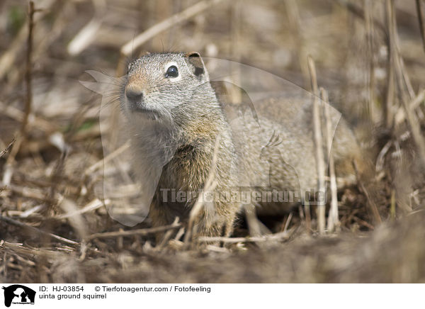 uinta ground squirrel / HJ-03854