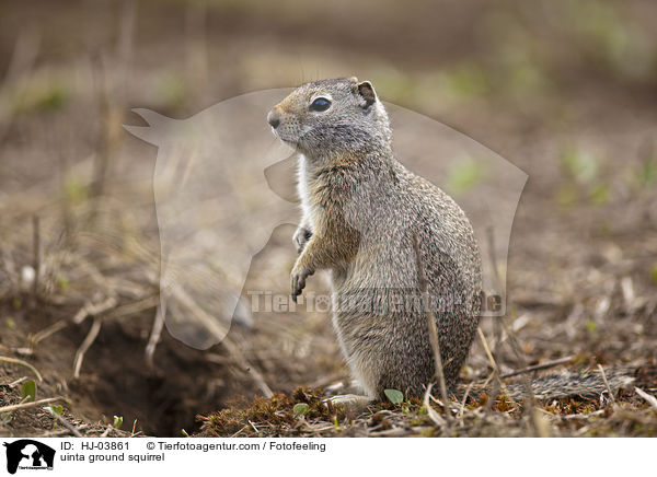 uinta ground squirrel / HJ-03861