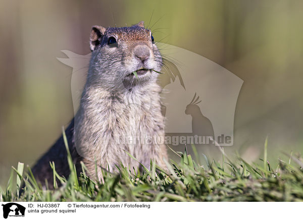 Uinta-Ziesel / uinta ground squirrel / HJ-03867