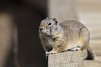 uinta ground squirrel