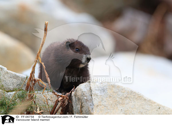 Vancouver Island marmot / FF-06758
