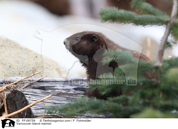 Vancouver-Murmeltier / Vancouver Island marmot / FF-06759