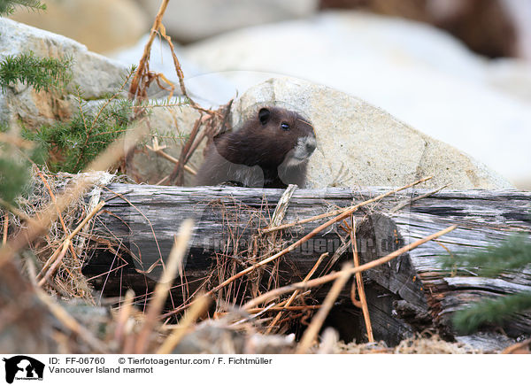Vancouver-Murmeltier / Vancouver Island marmot / FF-06760