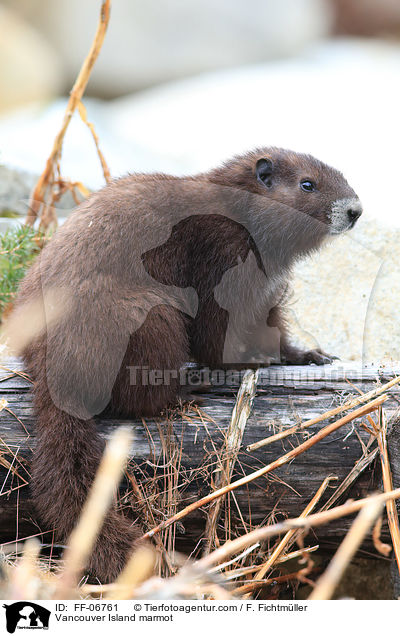 Vancouver-Murmeltier / Vancouver Island marmot / FF-06761