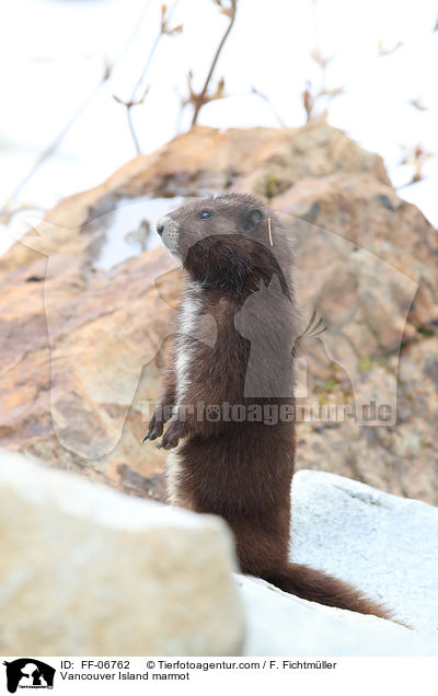 Vancouver-Murmeltier / Vancouver Island marmot / FF-06762