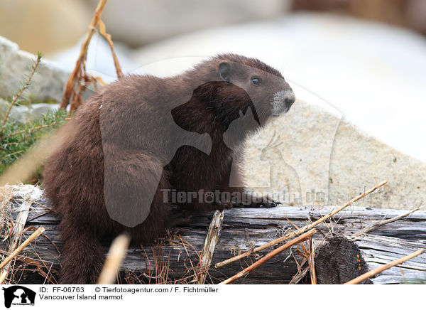 Vancouver Island marmot / FF-06763