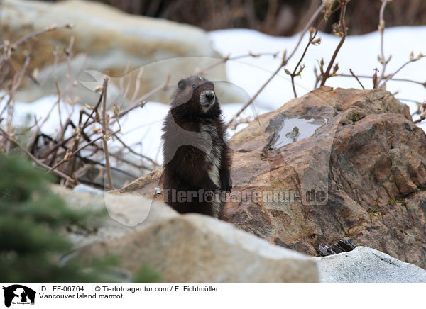Vancouver-Murmeltier / Vancouver Island marmot / FF-06764