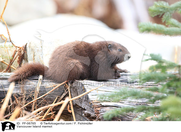 Vancouver-Murmeltier / Vancouver Island marmot / FF-06765