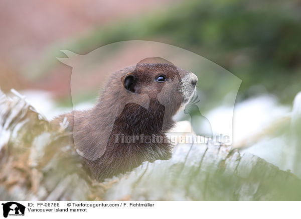 Vancouver Island marmot / FF-06766