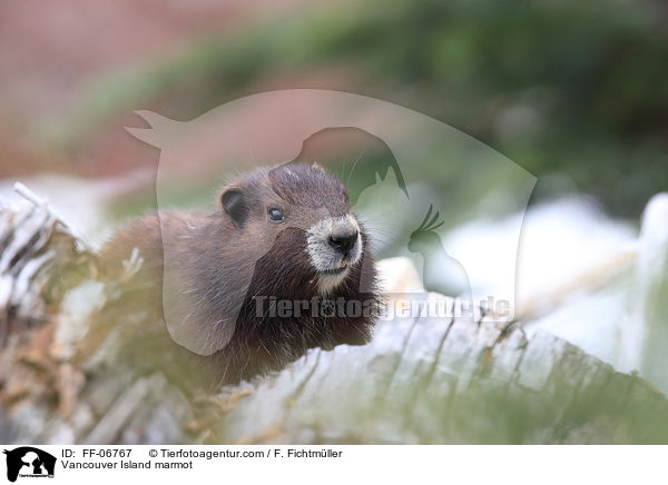 Vancouver-Murmeltier / Vancouver Island marmot / FF-06767