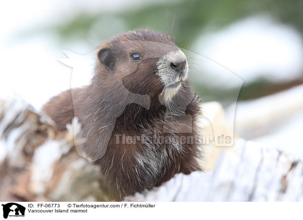 Vancouver Island marmot / FF-06773