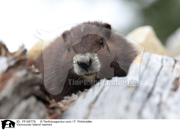 Vancouver-Murmeltier / Vancouver Island marmot / FF-06776