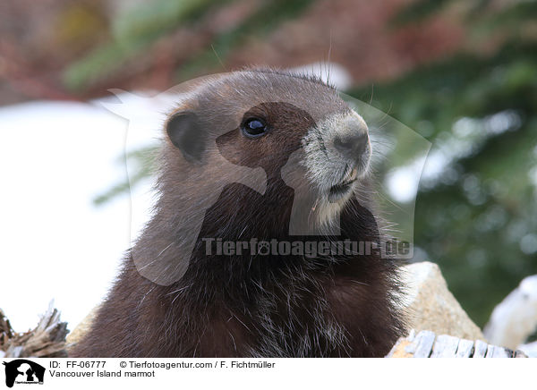 Vancouver-Murmeltier / Vancouver Island marmot / FF-06777