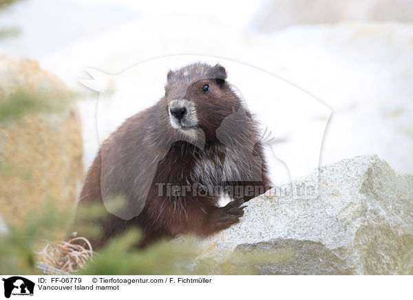 Vancouver-Murmeltier / Vancouver Island marmot / FF-06779