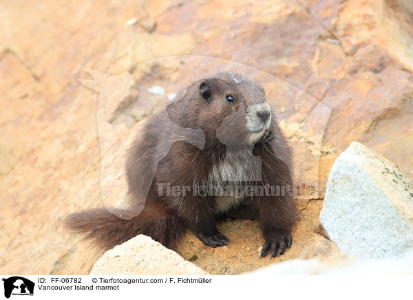 Vancouver-Murmeltier / Vancouver Island marmot / FF-06782