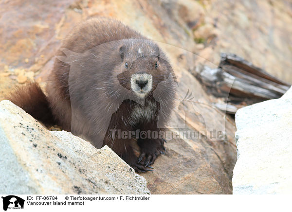 Vancouver-Murmeltier / Vancouver Island marmot / FF-06784