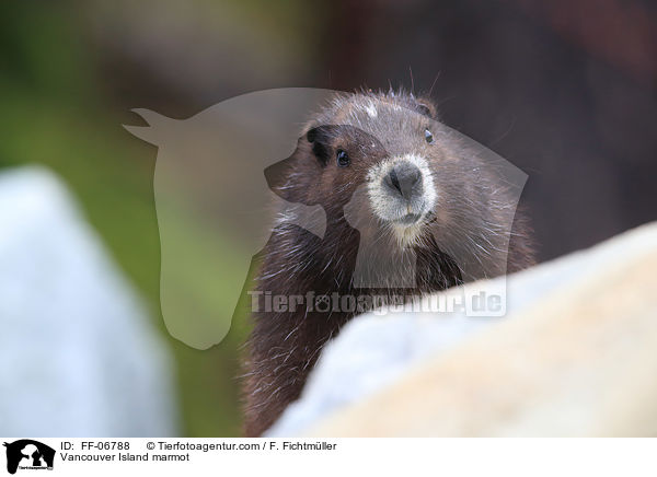 Vancouver-Murmeltier / Vancouver Island marmot / FF-06788