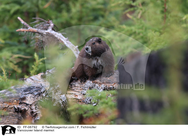 Vancouver-Murmeltier / Vancouver Island marmot / FF-06792