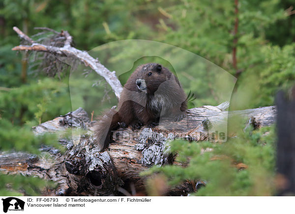 Vancouver-Murmeltier / Vancouver Island marmot / FF-06793