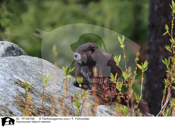 Vancouver-Murmeltier / Vancouver Island marmot / FF-06796