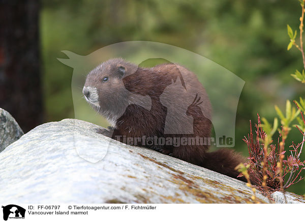 Vancouver-Murmeltier / Vancouver Island marmot / FF-06797