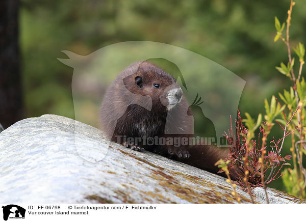 Vancouver Island marmot / FF-06798