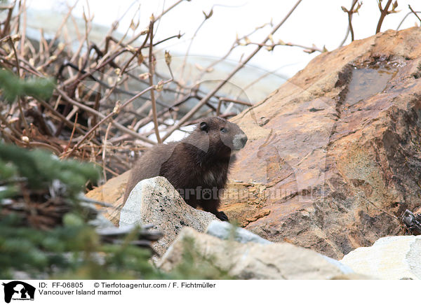 Vancouver-Murmeltier / Vancouver Island marmot / FF-06805