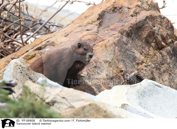 Vancouver-Murmeltier / Vancouver Island marmot / FF-06806