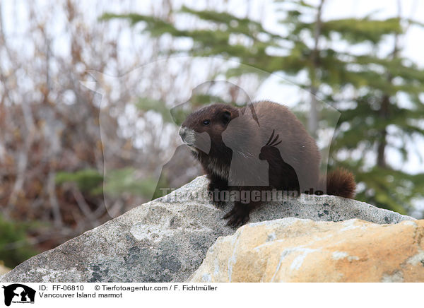 Vancouver Island marmot / FF-06810