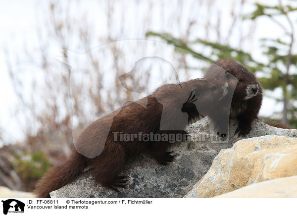 Vancouver Island marmots / FF-06811