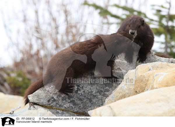 Vancouver-Murmeltiere / Vancouver Island marmots / FF-06812