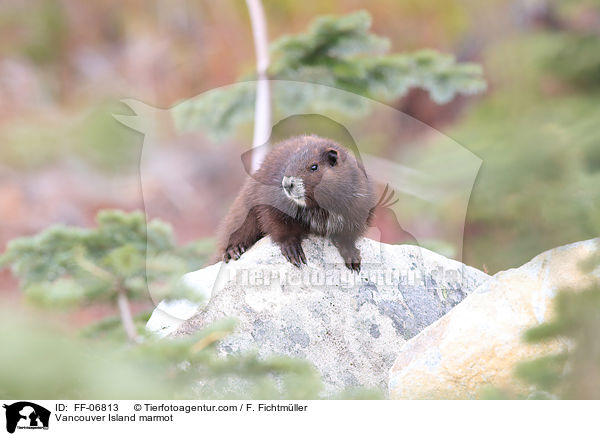 Vancouver-Murmeltier / Vancouver Island marmot / FF-06813