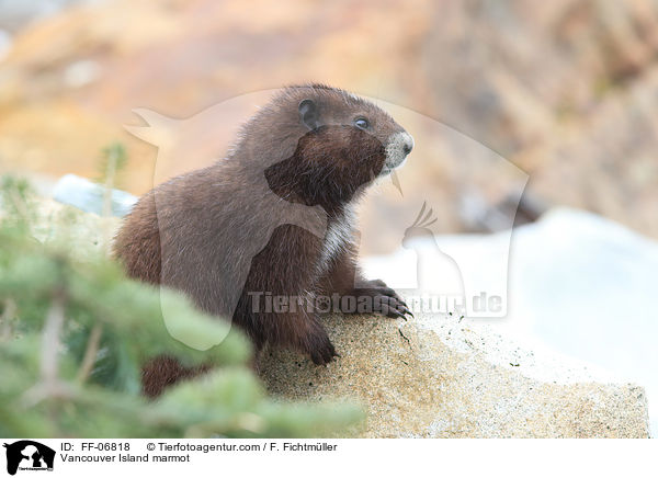 Vancouver-Murmeltier / Vancouver Island marmot / FF-06818