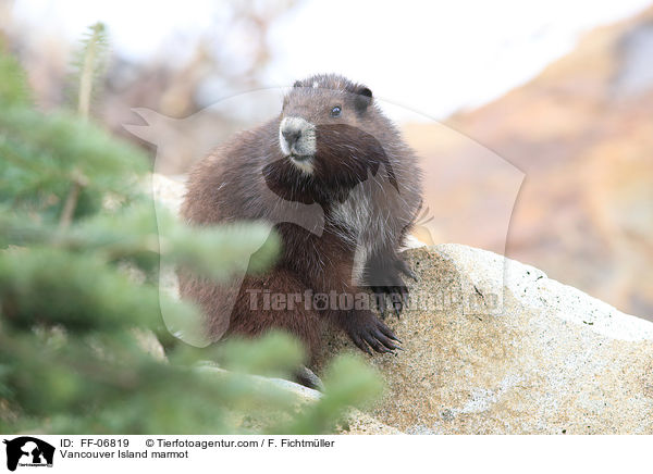 Vancouver-Murmeltier / Vancouver Island marmot / FF-06819